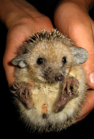 Второй ёжик (умильный)