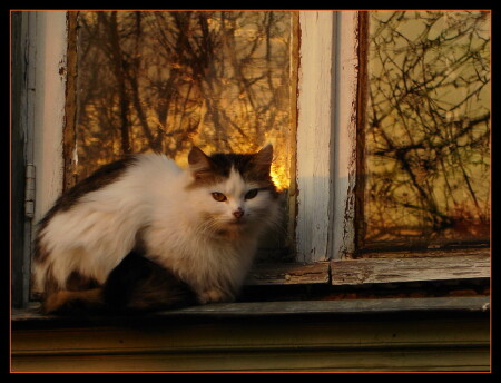 Кошка, любующаяся закатом...