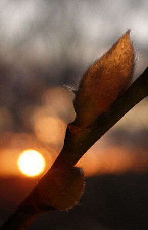 Зимняя верба