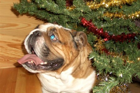 АНГЛИЙСКИЙ БУЛЬДОГ www.bulldogs.h12.ru