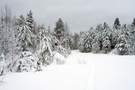 Зимний лес