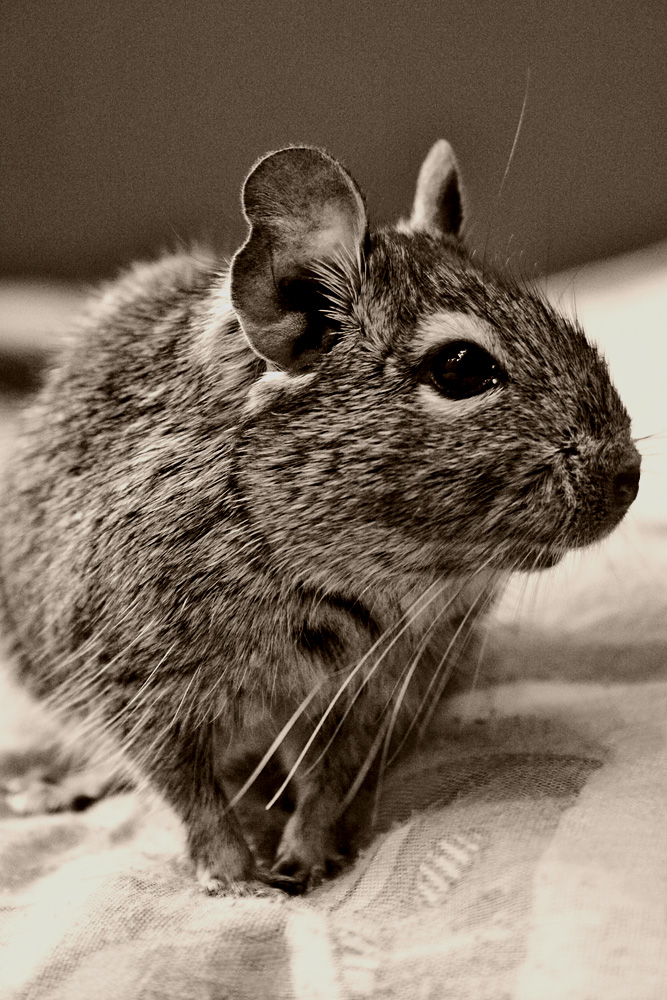 Моё животнае (Degus. Зовут Августо)