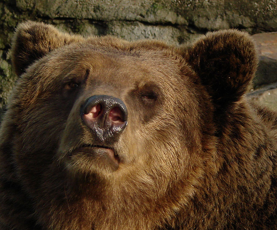 ZOO