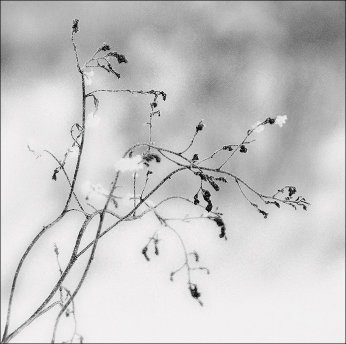 B/W