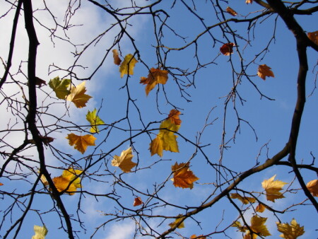 Осенние мотивы