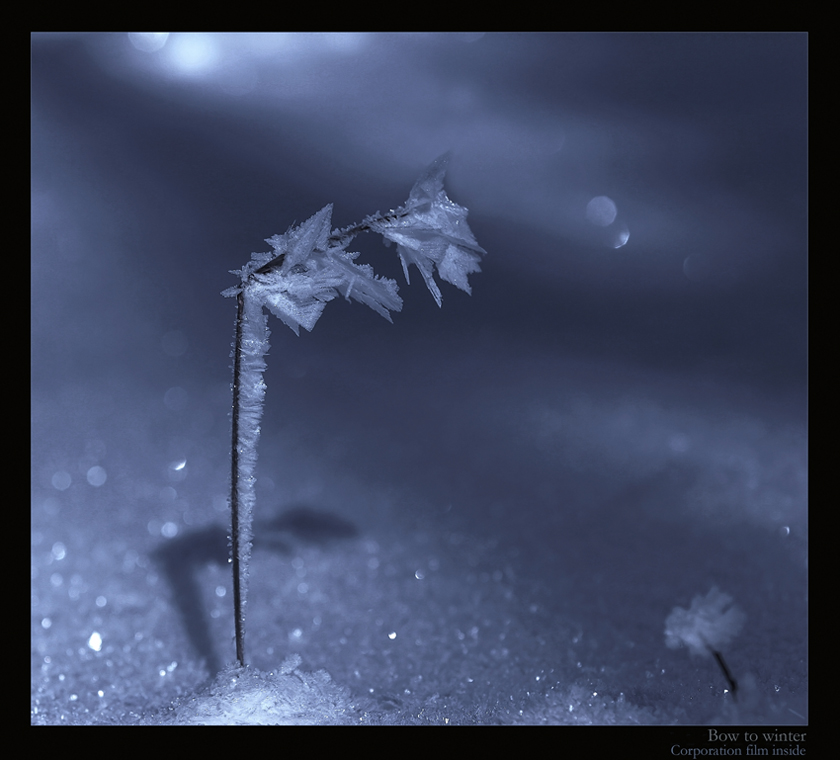 Bow to winter*