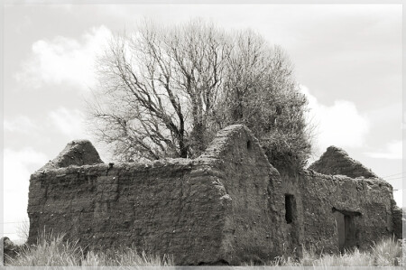 дом в котором живет дерево