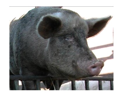 &quot;Хрюша&quot;