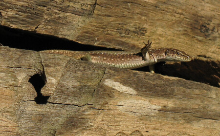 Всем привет!