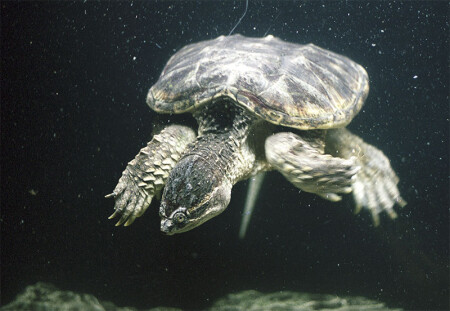 Черепаха from outer space