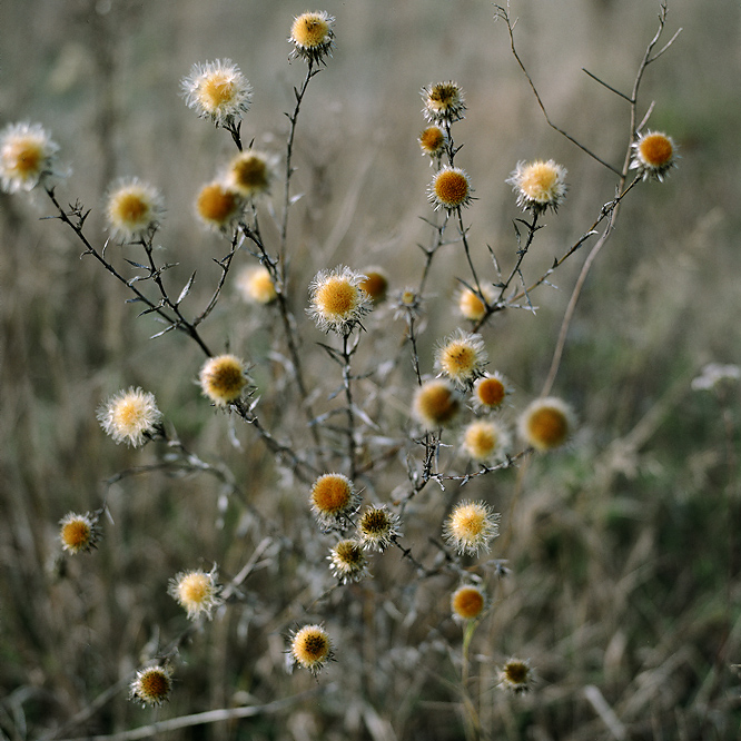 autumn flowers