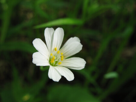 Лесной цветок