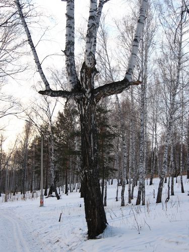 Берёзовый крест