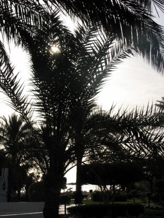 Пальмовое утро