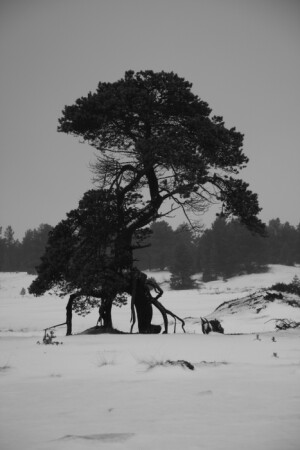 дерево в пустыне