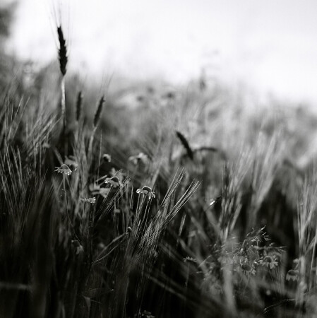 evening light