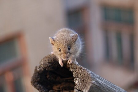 мышка на перилах...
