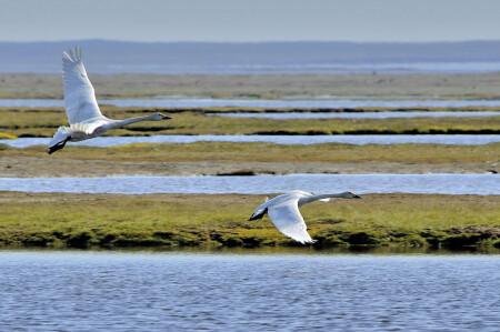 Просто лебеди