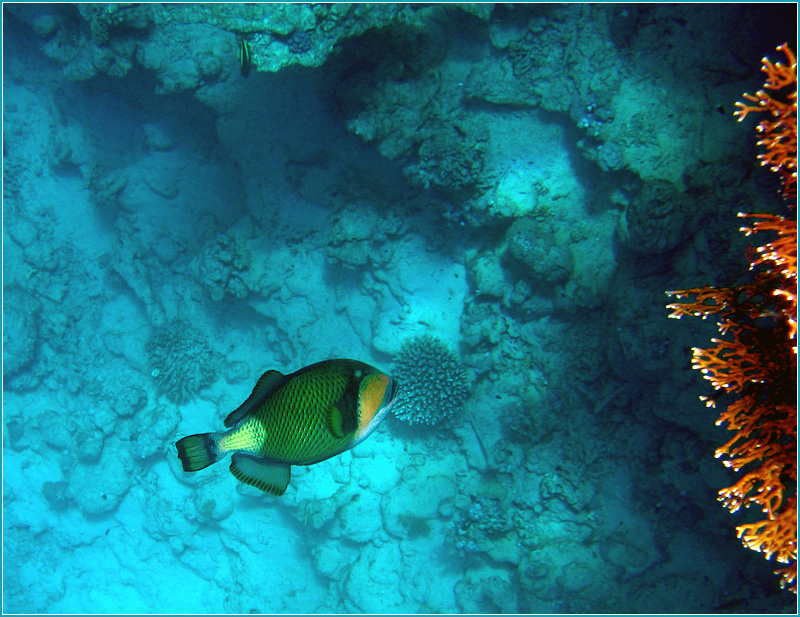 Triggerfish