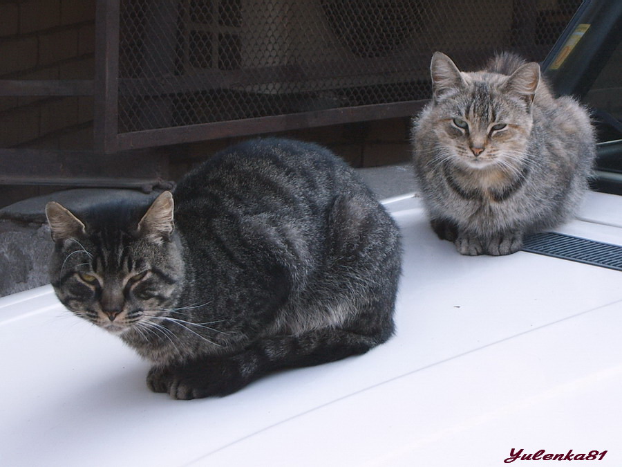 Невесёлые коты