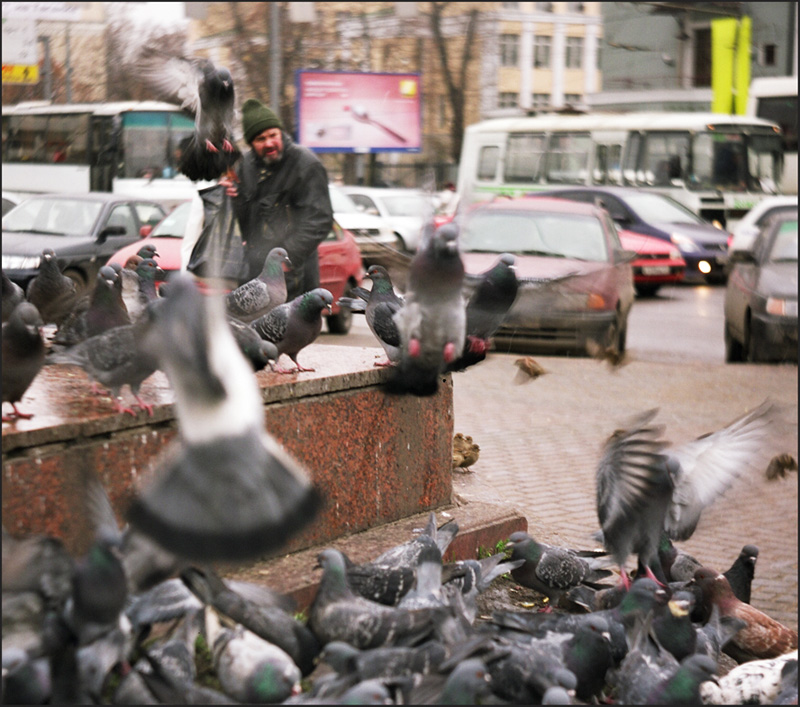 бомжи и голуби