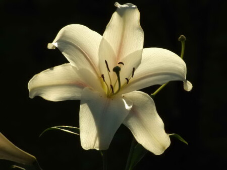 Невинность