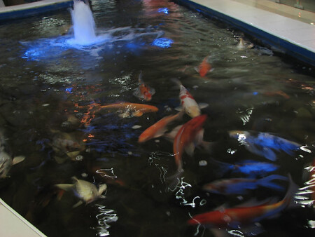 Бассейн с разноцветными рыбами