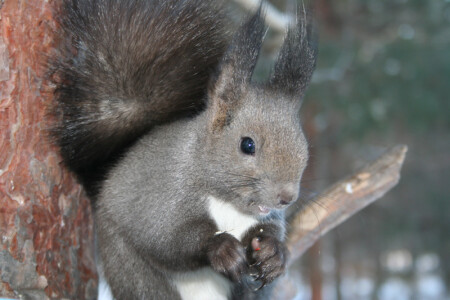 Для тех, кому еще не надоели белки
