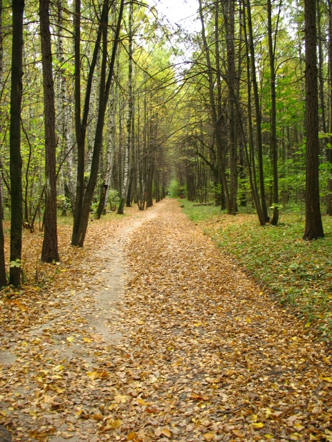 Дорога в осень