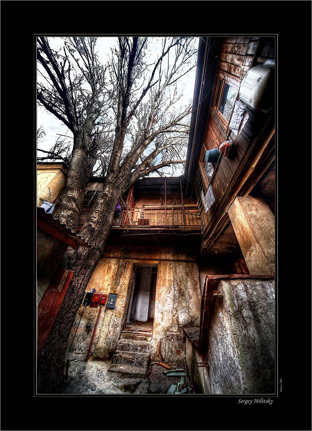 Старый тополь