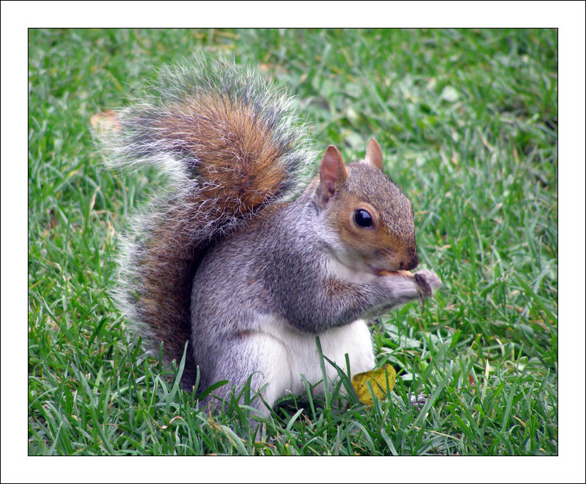 British Royal Squirrel