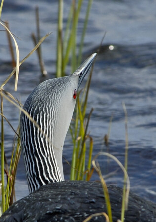 Ваша Полосатость