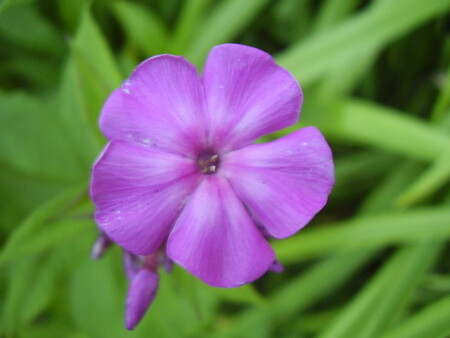 Летние первые работы