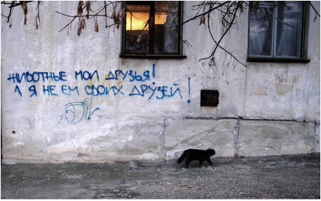 кот вегетарианец))