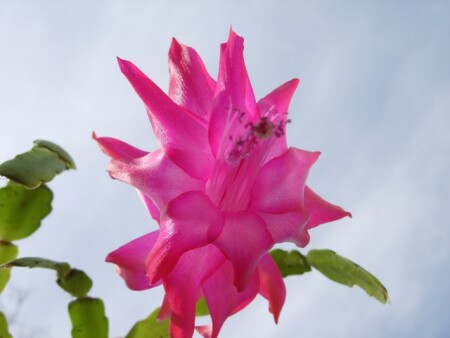 Winter Flowers