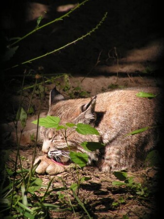 Из фелисов)))