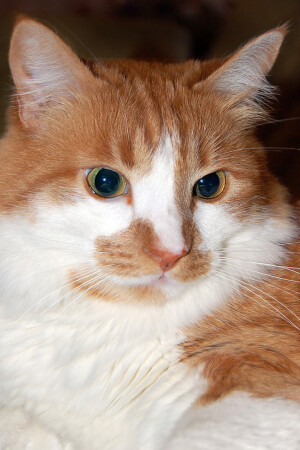 котярик