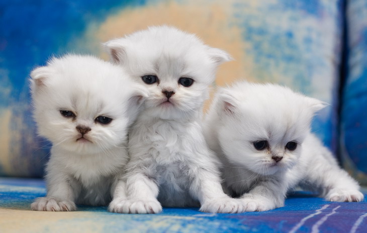 Котята