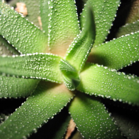 Кажется кактус