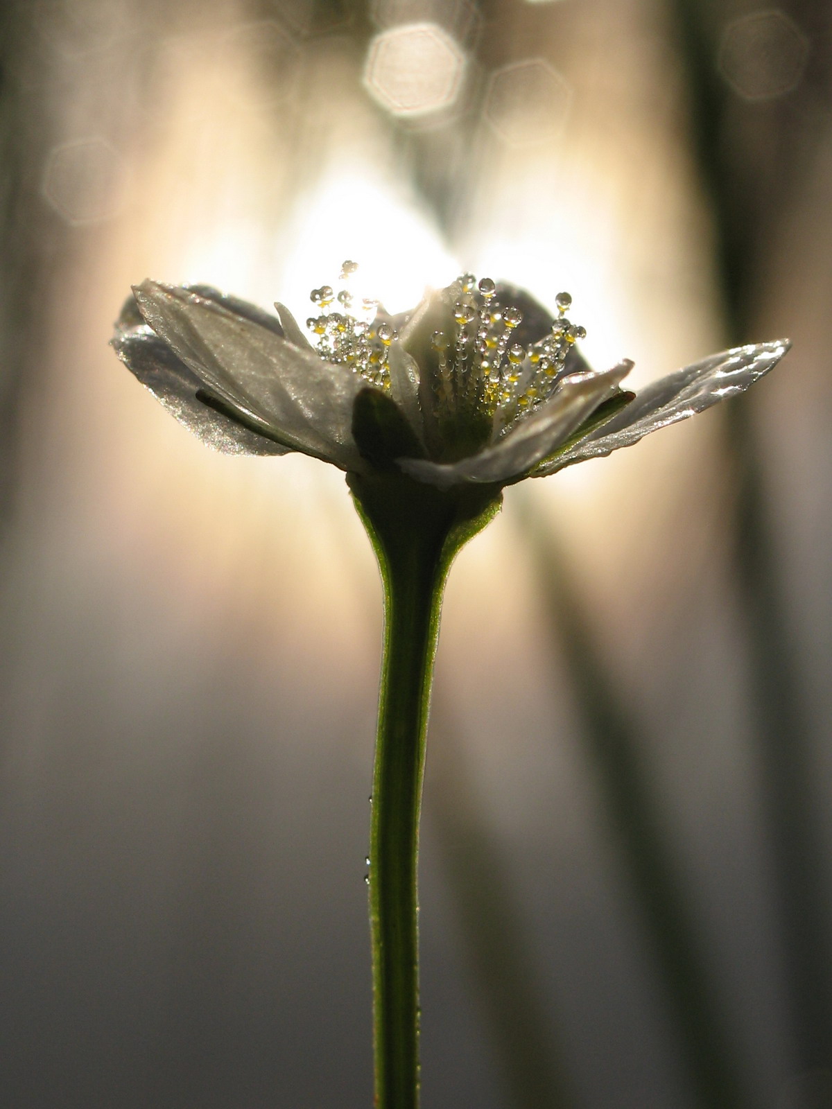Parnassia palustris