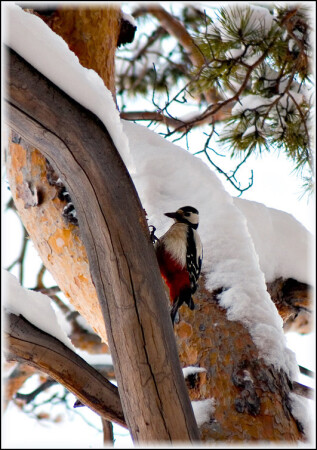 woodpecker