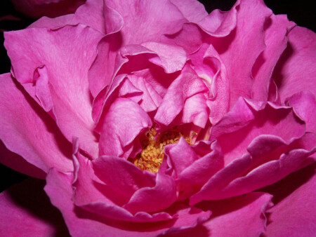 Розовые кружева 2