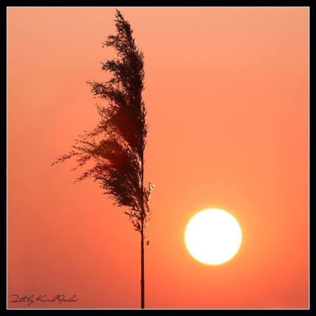 Китайский натюрморт