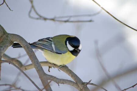 Как ты меня уже достал!