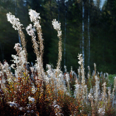 autumn grasses #2