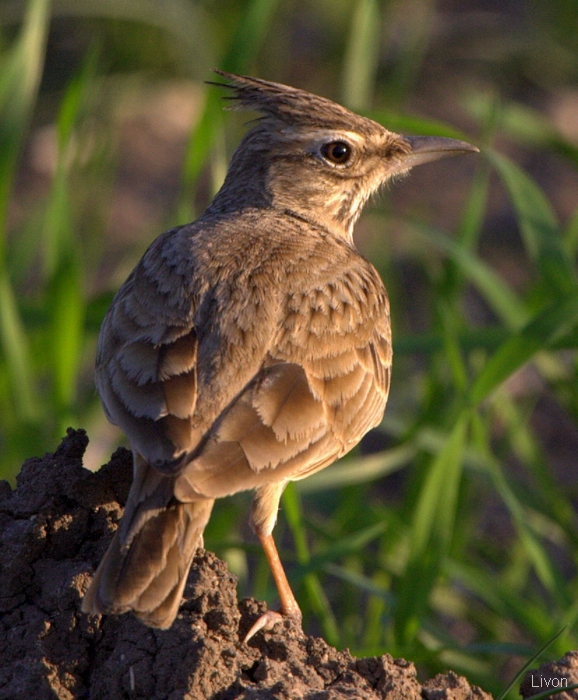 ХОХЛАТЫЙ ЖАВОРОНОК CRESTED LARK galerida cristata