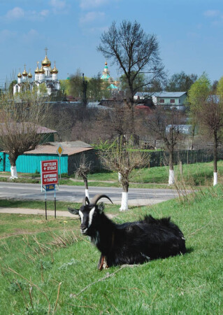 Переславский козёл
