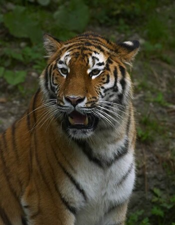 Недовольство