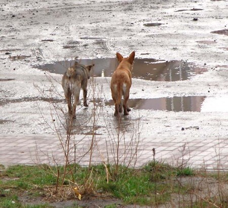 Две молодые строительные собаки