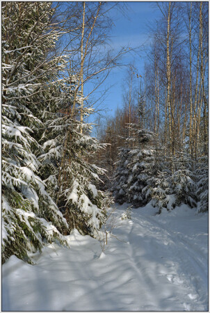 Зимняя Радость